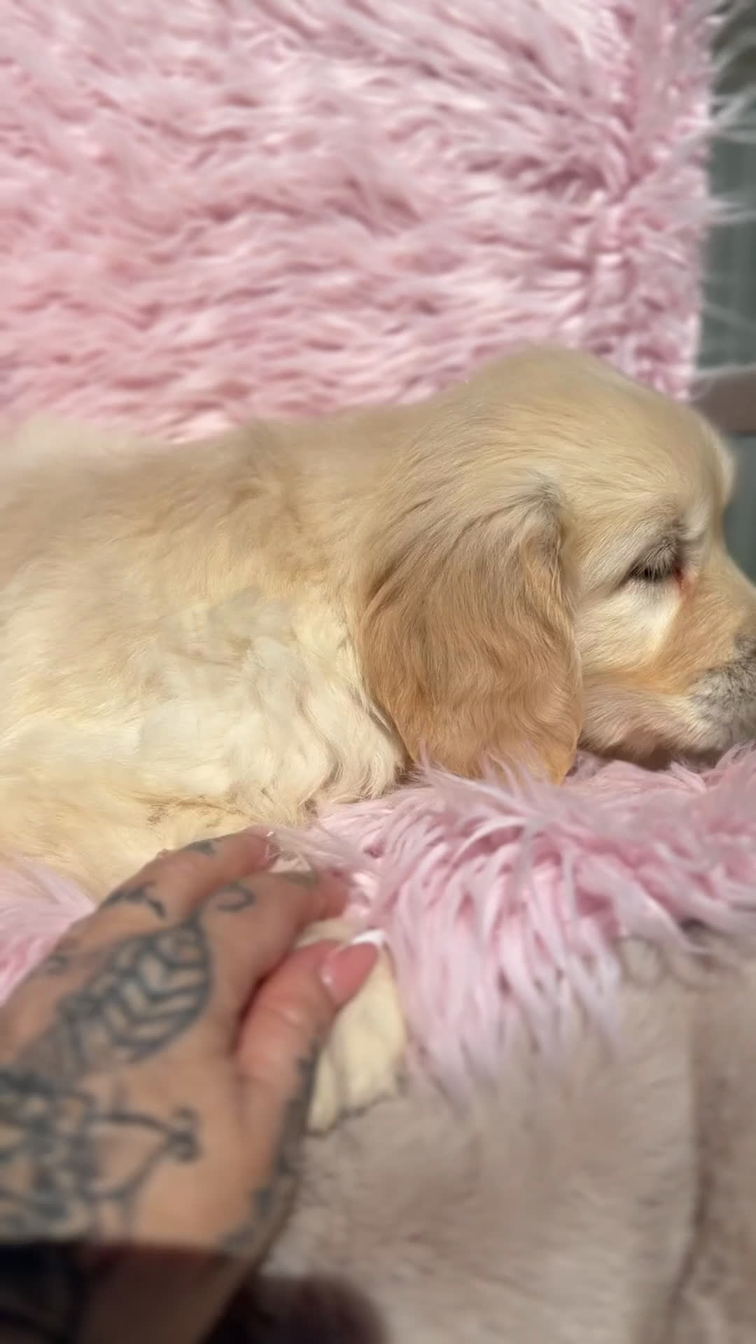 Golden Retriever perros en venta: Golden hembra  - Video 1