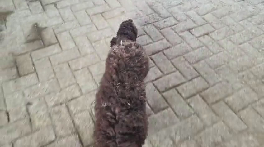 Perro de Agua Español perros en venta: perros de agua color chocolate  - Video 2