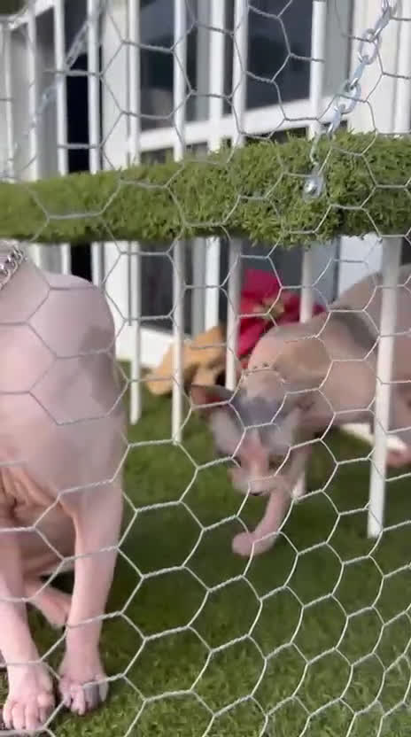 Sphynx gatos en venta: Sphynx calidad y selección  - Video 1