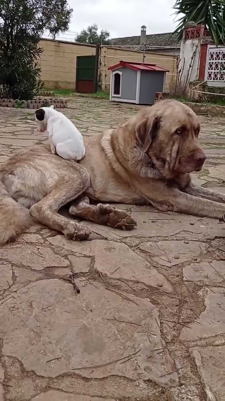 Ratonero Bodeguero Andaluz perros en venta: Ratonero Bodeguero Andaluz - Video 1