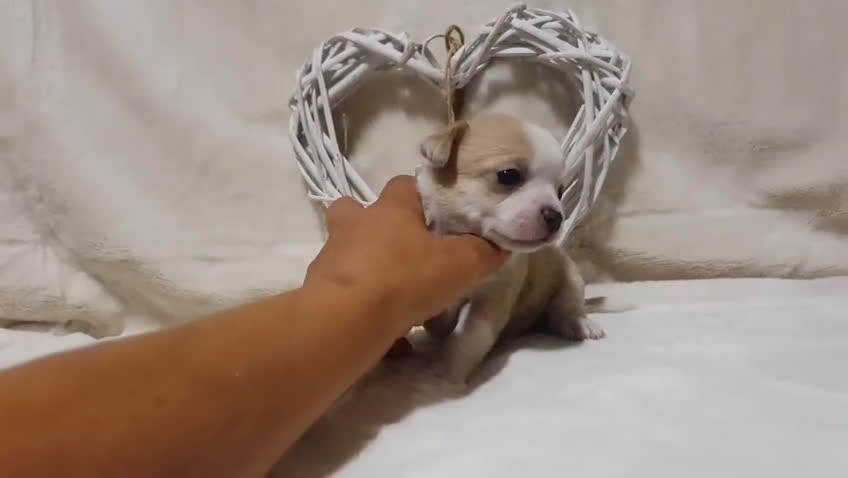 Chihuahua perros en venta: Chiguagua - Video 3