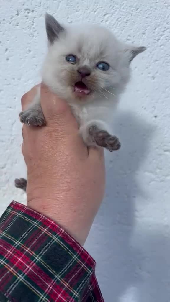 Británico de Pelo Corto gatos en venta: BRITISH SHORTHAIR - Video 1