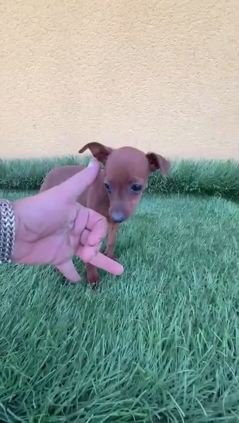 Pinscher Miniatura perros en venta: Pinscher miniatura o mini pinscher toy hembra  - Video 1