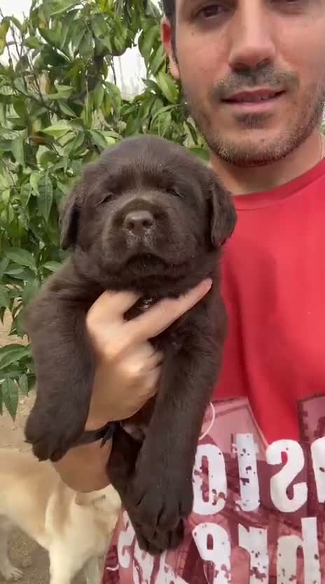 Labrador Retriever perros en venta: LABRADOR CHOCOLATE DISPONIBLE - Video 2