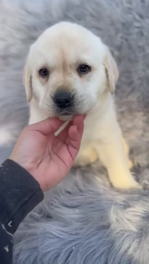 Labrador Retriever perros en venta: Labrafor amarillo  - Video 1