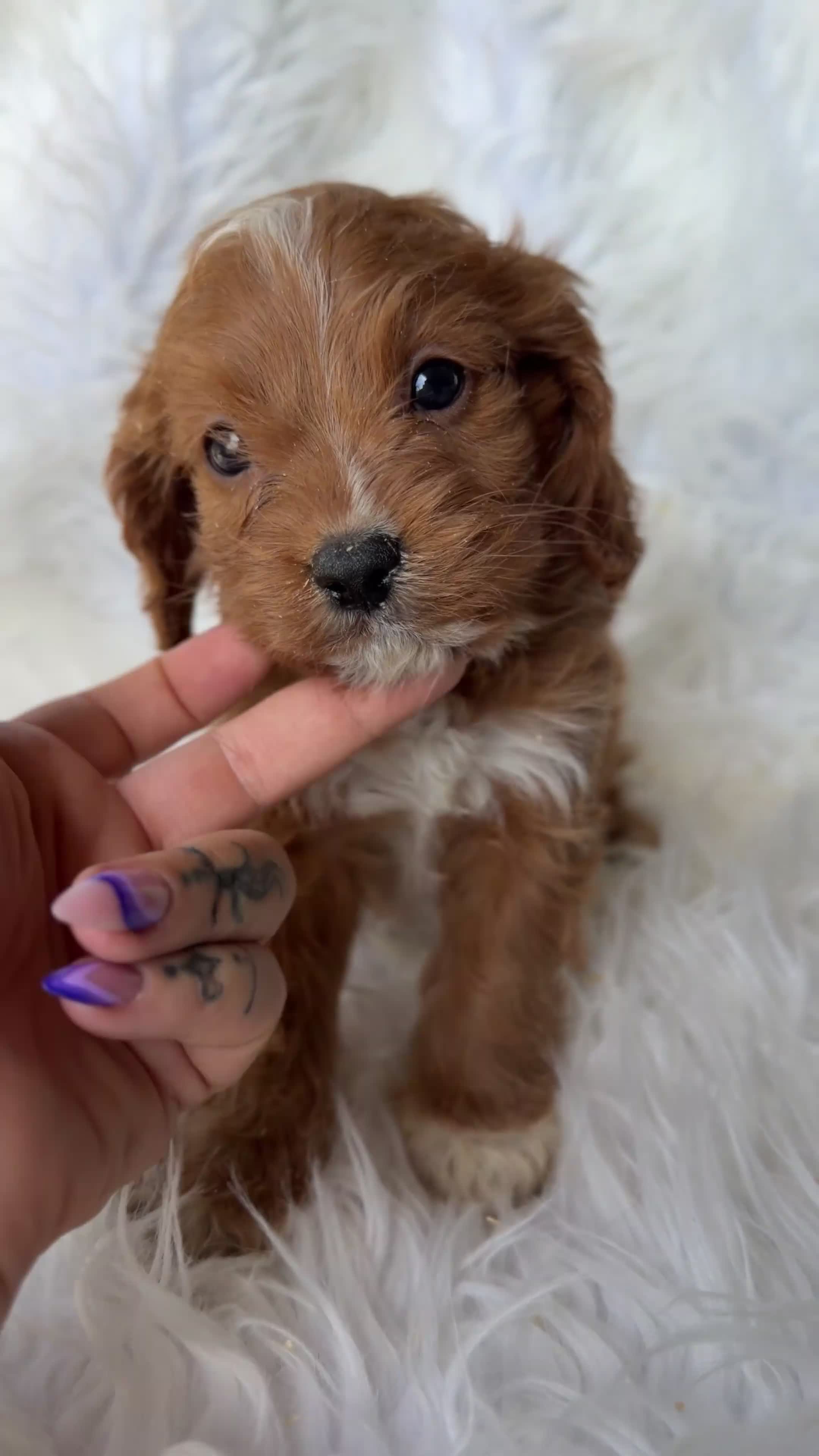 Cavapoo perros en venta: Cavapoo rojo  - Video 4