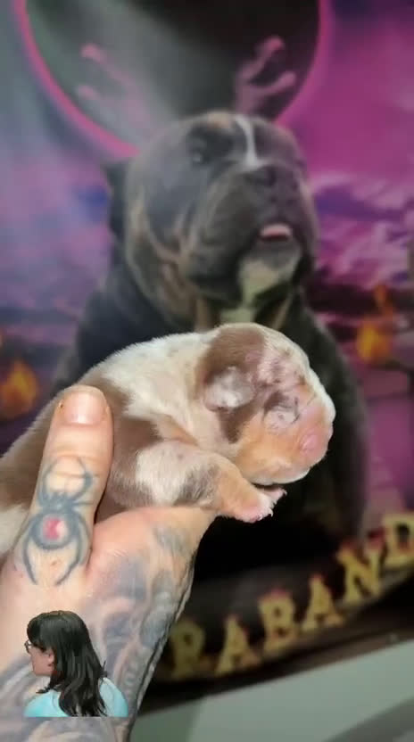 American Bully perros en venta: Macho American Bully  - Video 1