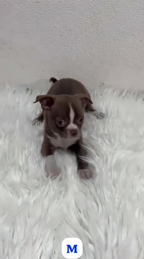 Chihuahua perros en venta: CHIHUAHUA TOY CHOCOLATE - Video 1
