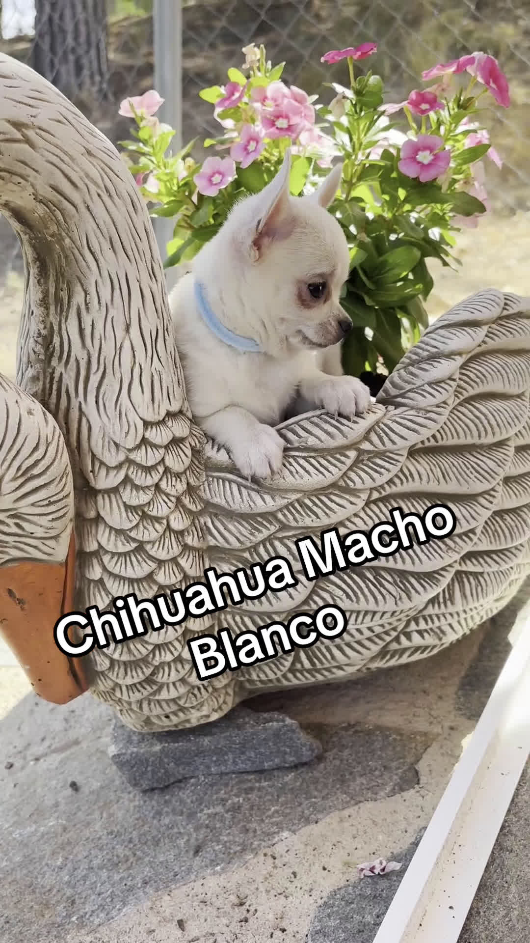 Chihuahua perros en venta: Chihuahua Macho fotos actuales !!! - Video 1