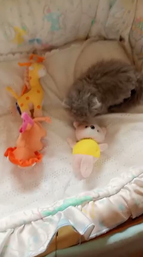 Persa gatos en venta: Gatitos persa Himalayos  - Video 2
