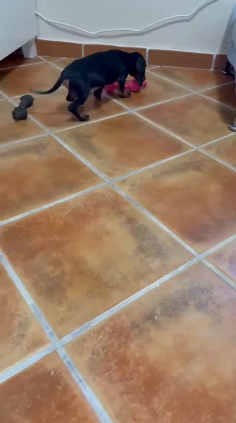 Teckel Miniatura perros en venta: Teckel kanichen negro fuego Macho  - Video 1