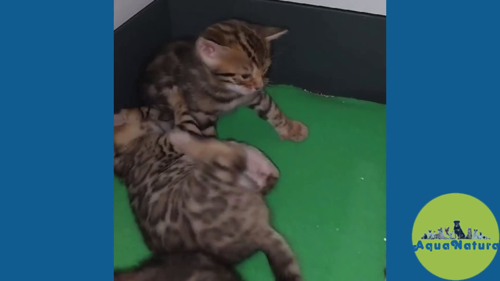 Bengalí gatos en venta: Camada de Bengali - AQUANATURA en Barcelona - Video 1