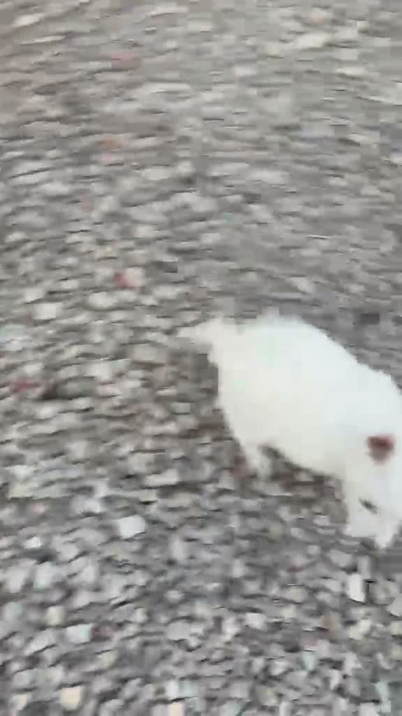 West Highland White Terrier perros en venta: Camada Westy - Cachorros Juguetones y Amorosos - Video 1