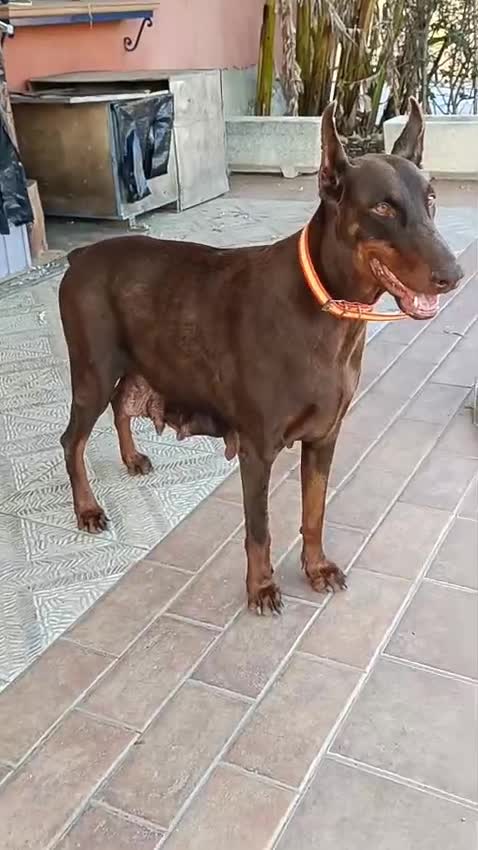 Dobermann perros en venta: Doberman europeos  - Video 1