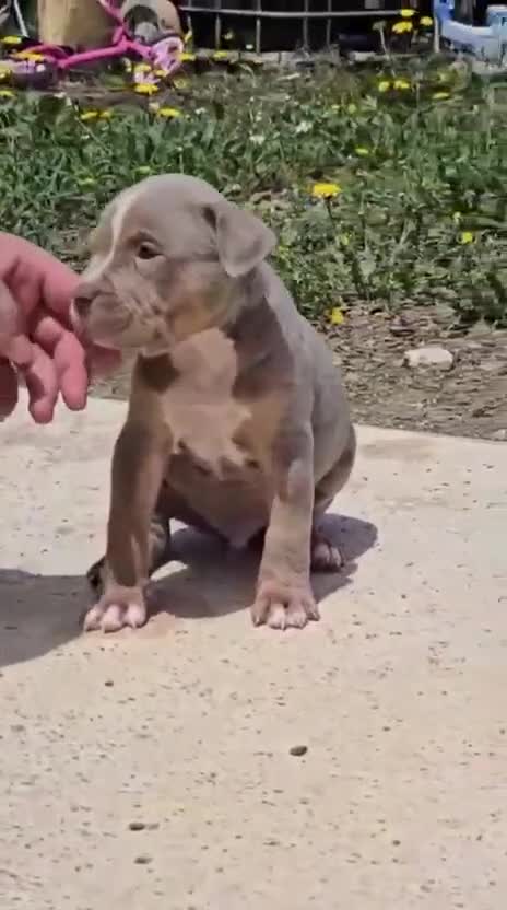 American Bully perros en venta: American Bully - Video 2