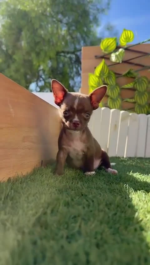 Chihuahua perros en venta: CHIHUAHUA MACHO - Video 1