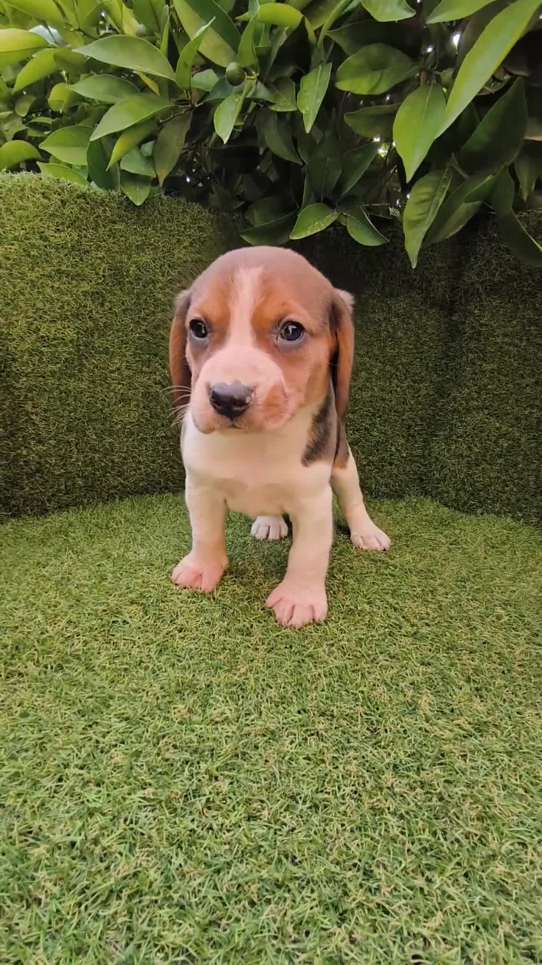 Beagle perros en venta: camada de beagles tricolor  - Video 2