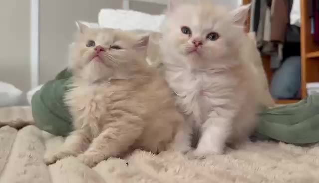 Persa gatos en venta: Gatos persas - Video 2