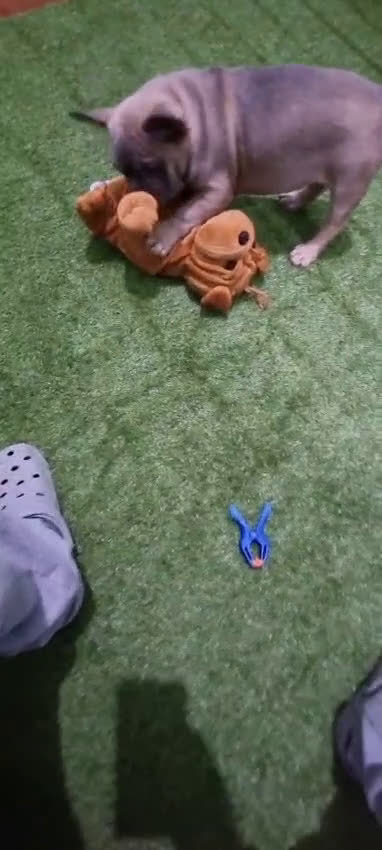 Bulldog Francés perros en venta: Bulldog francés macho ojos claros Fawn  - Video 1