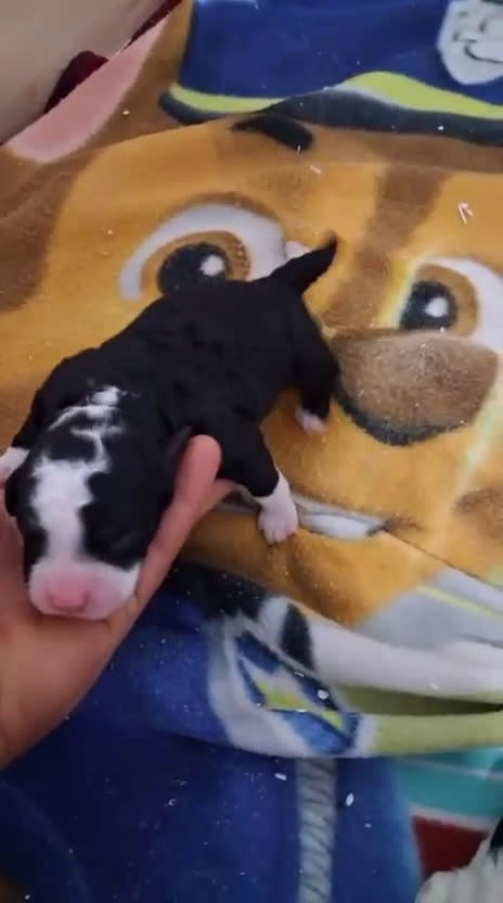 Perro de Agua Español perros en venta: PERRO DE AGUA ESPAÑOL - Video 5