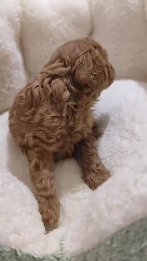 Caniche Toy perros en venta: Caniche Toy - Video 1
