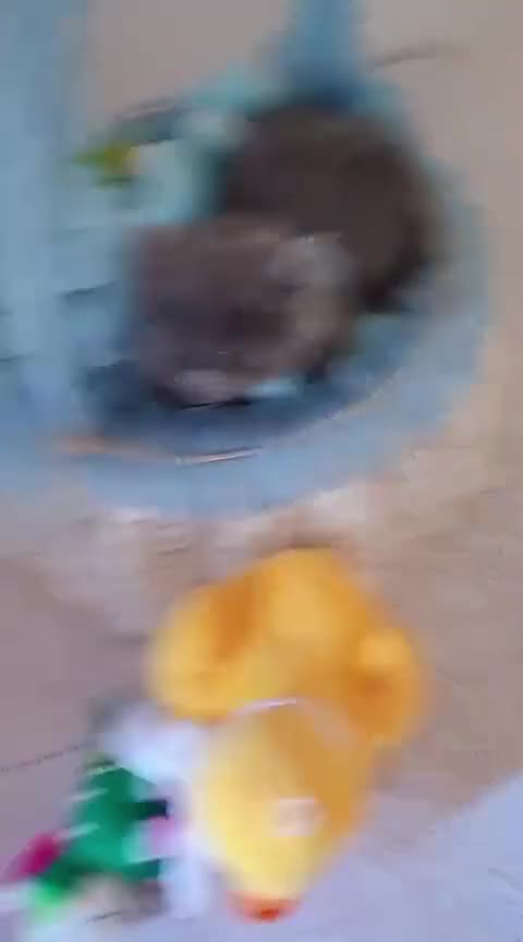 Persa gatos en venta: Macho persa himalayo  - Video 1