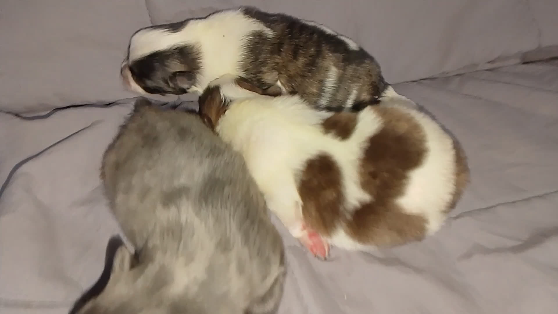 Pomchi perros en venta: Pomchi enanos desde 600€  - Video 1