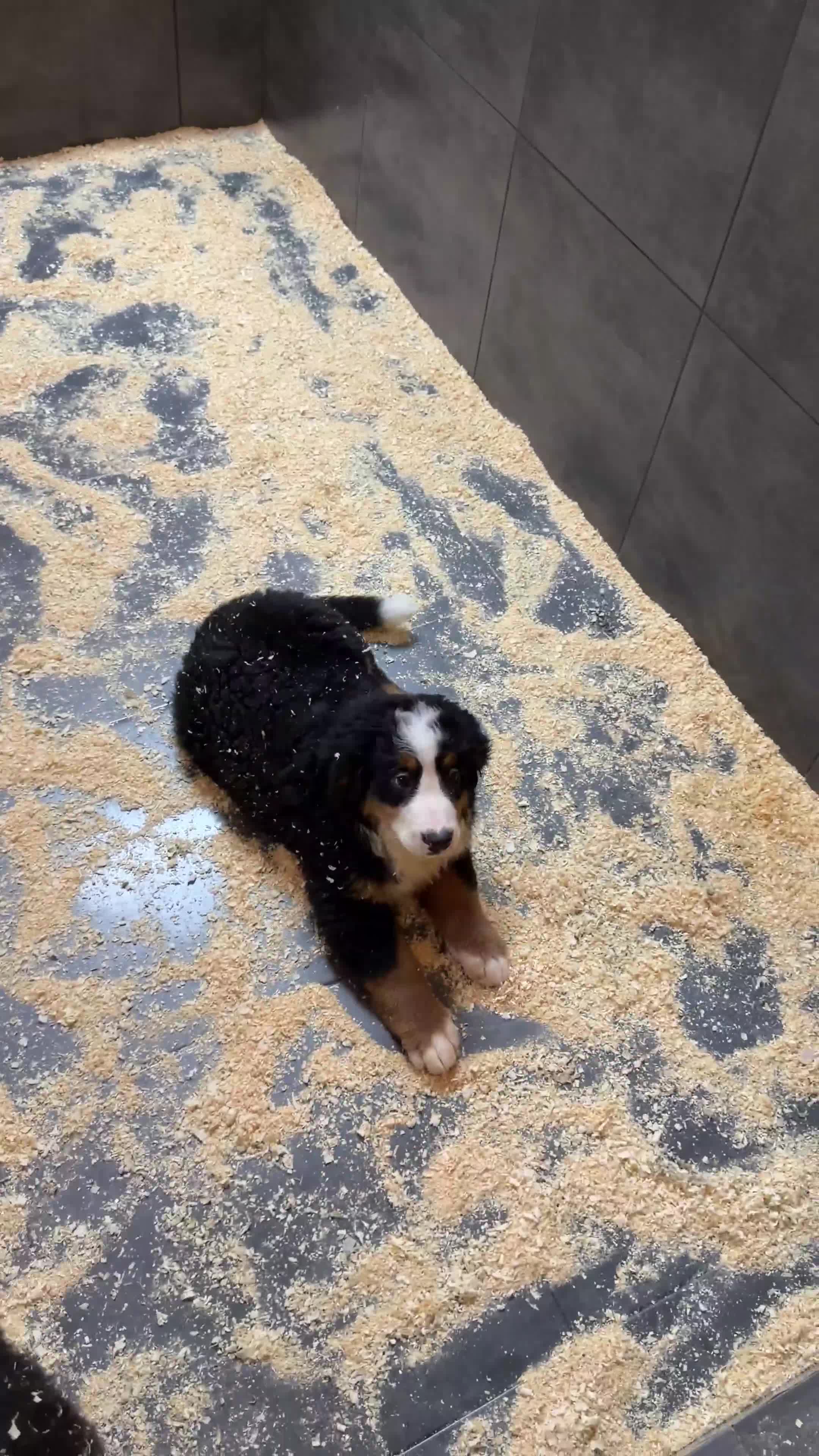 Boyero de Berna perros en venta: Boyero de Berna  - Video 1