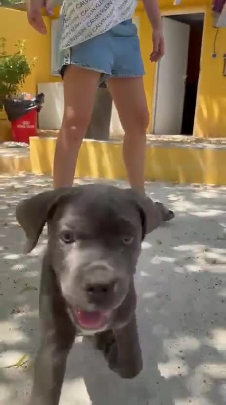 Cane Corso perros en venta: Cane corso Blue  - Video 1