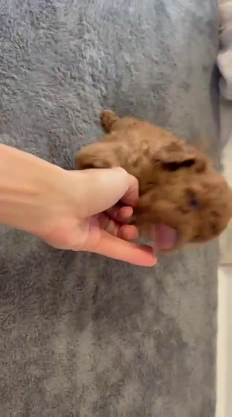 Caniche Toy perros en venta: CANICHE TOY ROJO Y APRICOT  - Video 1