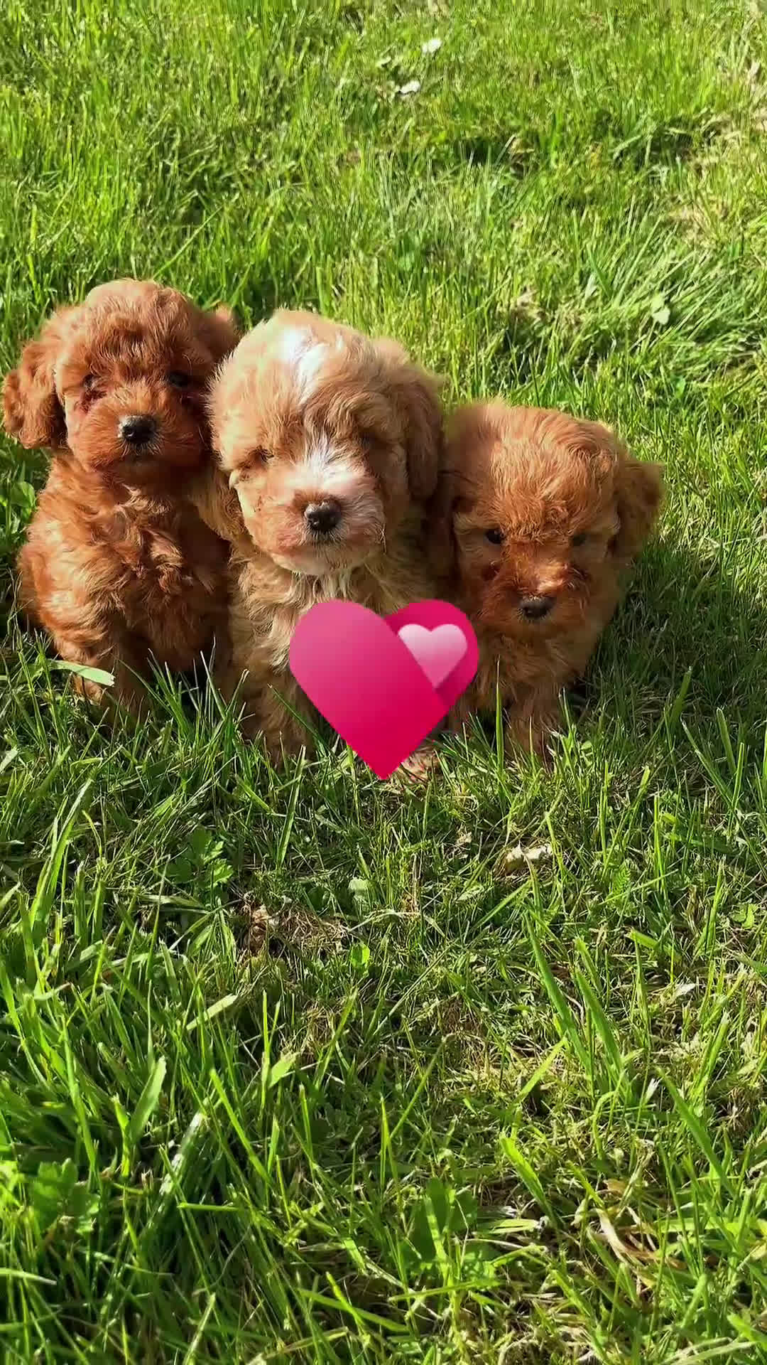 Caniche Toy perros en venta: caniche toy apricot  - Video 1