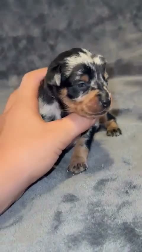 Pinscher Miniatura perros en venta: Pinscher miniatura - Video 1