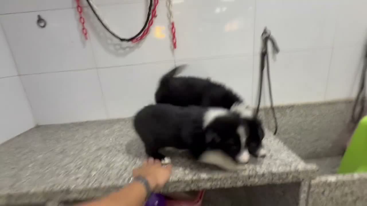 Border Collie perros en venta: Cachorros Border Collie 450€ ¡PRECIO REAL!VALENCIA - Video 1