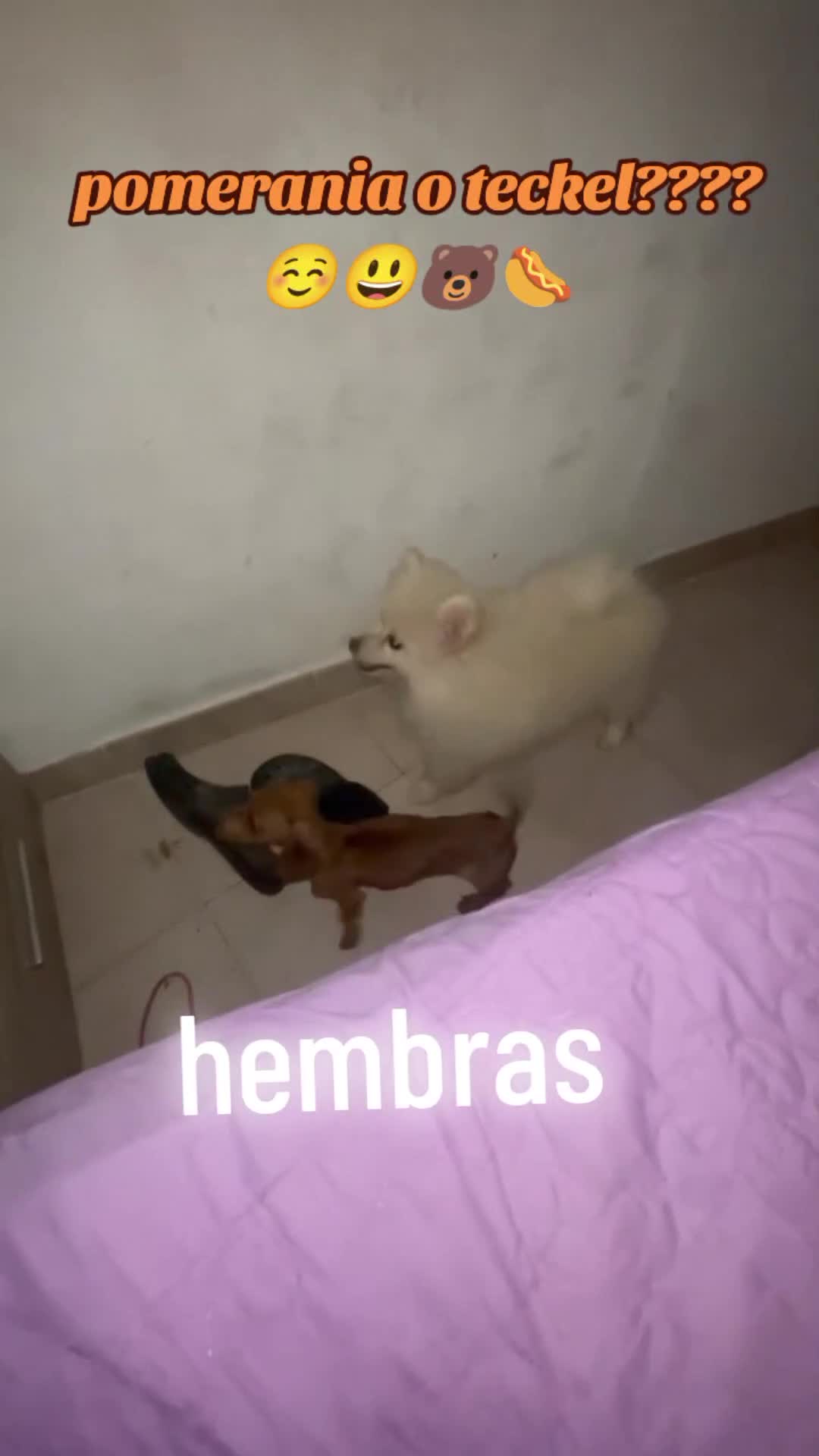 Teckel Miniatura perros en venta: Teckel mini  - Video 2