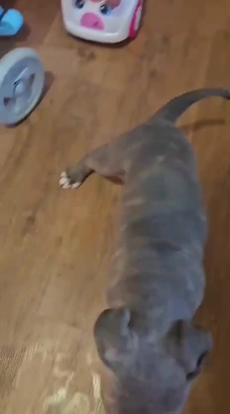 American Bully perros en venta: American Bully  - Video 2