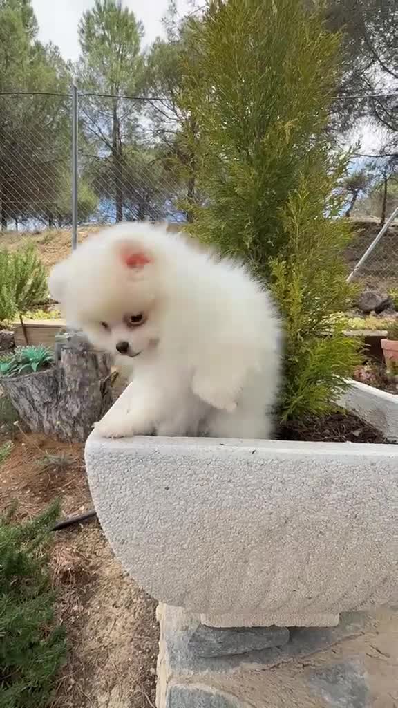 Pomerania perros en venta: Pomerania Hembra totalmente vacunada !! - Video 1