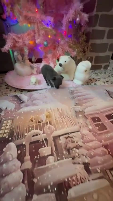 Chihuahua perros en venta: Chihuahua toy blue - Video 1