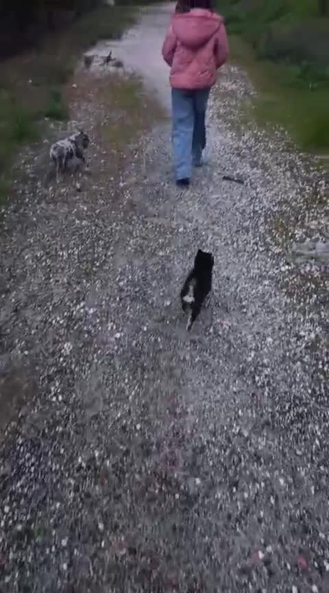 Pomsky perros en venta: Pomosky última hembra !! - Video 1