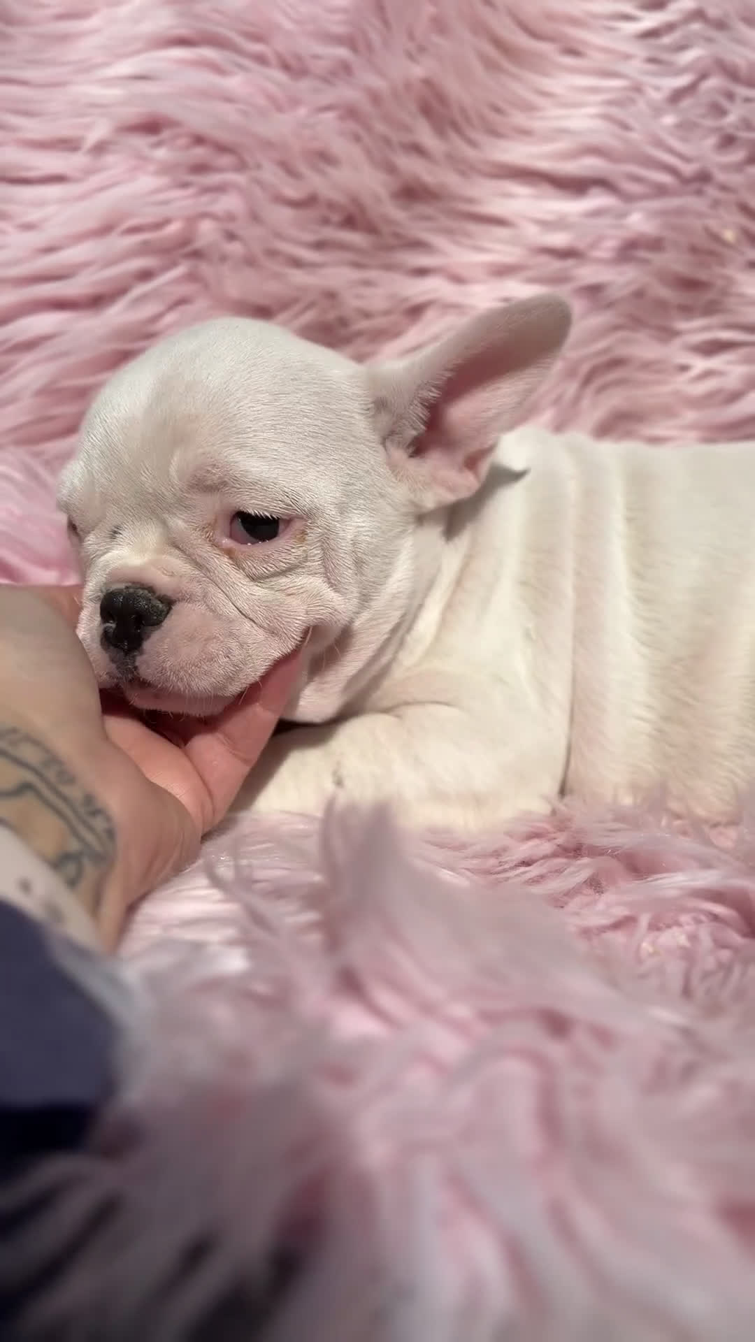 Bulldog Francés perros en venta: Bulldog hembra blanca  - Video 1