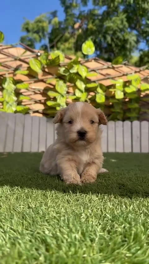 Maltipoo perros en venta: MALTIPOO MACHOS - Video 2