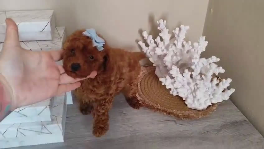 Caniche Toy perros en venta: Caniche toy toy - Video 2