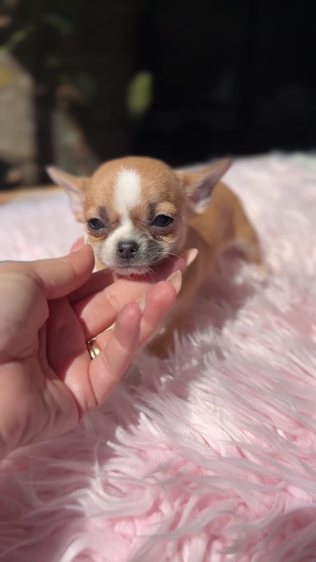 Chihuahua perros en venta: Chihuahua Minitoy  - Video 1