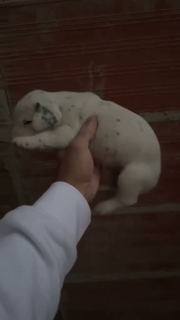 Dálmata perros en venta: Exclusiva Camada Dálmata Pura Raza - Video 4