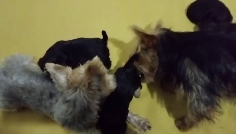 Yorkshire Terrier perros en venta: Yorkshire toy  - Video 1