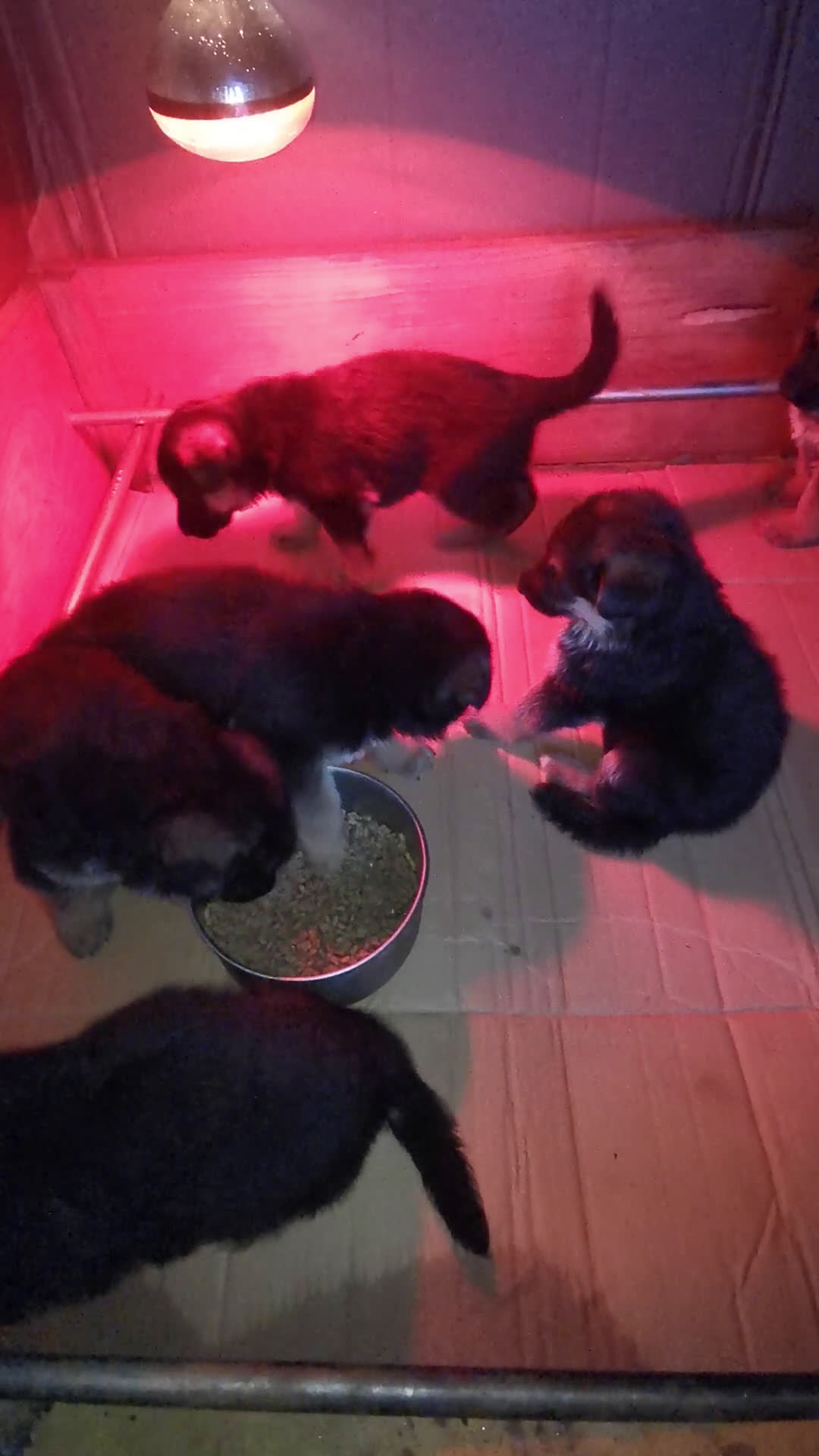 Pastor Alemán perros en venta: CACHORROS PASTOR ALEMÁN  - Video 3