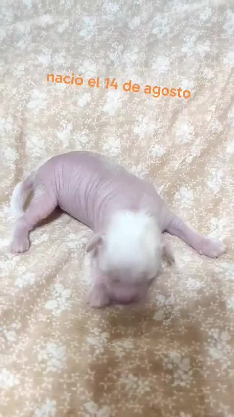 Perro Crestado Chino perros en venta: Crestados chinos - Video 2