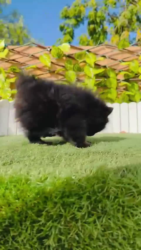 Pomerania perros en venta: POMERANIA HEMBRA - Video 2