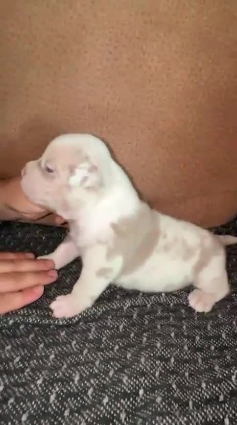 American Bully perros en venta: América bully  - Video 2