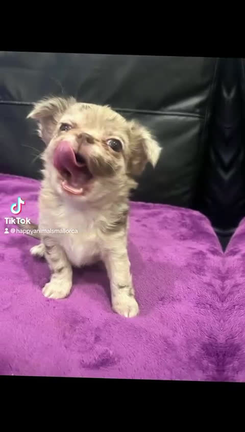 Chihuahua perros en venta: Chihuahua Toy en Illes Balears - Video 1
