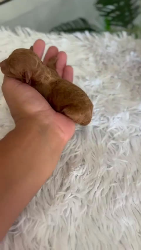 Caniche Toy perros en venta: CANICHE TOY HEMBRA - Video 1